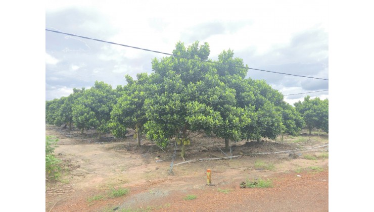 Đất 2.2 sào Mít SHR HXT – DT792 Tây Ninh S